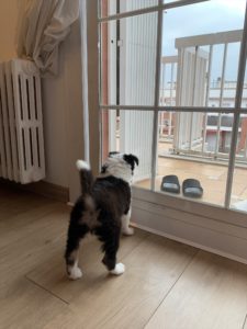 バルセロナでの愛犬ボーダーコリーとの生活ブログ