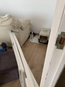 スペインで犬を飼う、日台夫婦ブログ