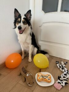 スペインでボーダーコリーの愛犬のお誕生日会
