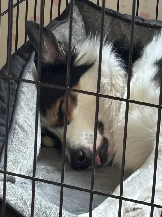 台湾で生活する日台夫婦と日台ハーフの息子とボーダーコリーの愛犬、またもや引っ越しに悩む